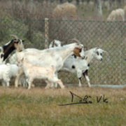 australian-shepherd